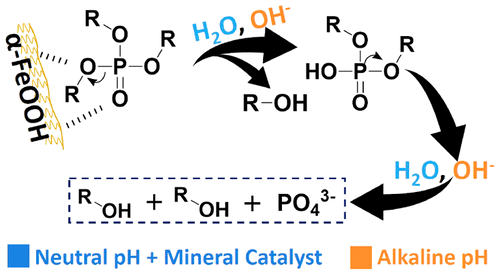 OPRF hydrolysis
